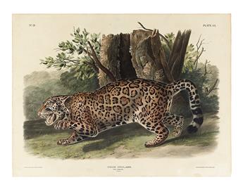 AUDUBON, JOHN JAMES. The Jaguar. Plate CI.